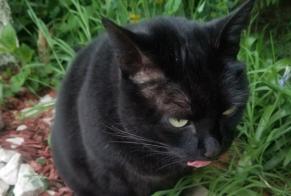 Alerta de Hallazgo Gato Hembra Le Mans Francia