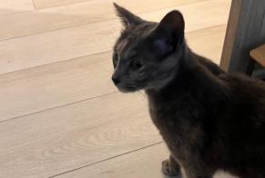 Alerta de Hallazgo Gato Hembra Villeurbanne Francia