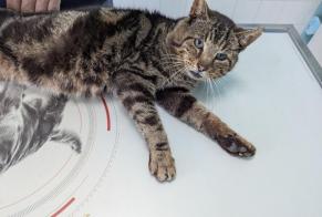 Alerta de Hallazgo Gato Macho Torcé Francia