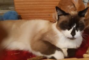Alerta de Desaparición Gato  Macho , 14 años Mazingarbe Francia