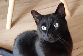 Alerta de Desaparición Gato Macho , 6 años Dol-de-Bretagne Francia
