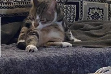 Alerta de Desaparición Gato Macho , 3 años Trélazé Francia