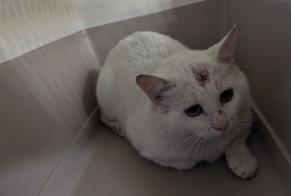 Alerta de Hallazgo Gato Macho Châteaubourg Francia