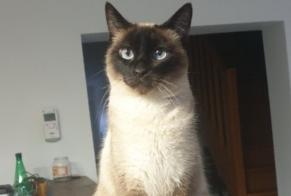 Alerta de Desaparición Gato  Hembra , 5 años Méricourt Francia