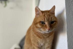 Alerta de Desaparición Gato Macho , 8 años Montpellier Francia