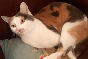Alerta de Desaparición Gato cruce Hembra , 4 años Colmar Francia
