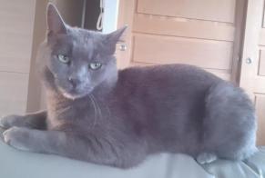 Alerta de Desaparición Gato Macho , 4 años Saint-Vincent-de-Boisset Francia