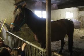 Alerta de Hallazgo Caballo Macho Gerde Francia