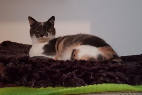 Alerte Disparition Chat Femelle , 9 ans Saulxures-lès-Nancy France