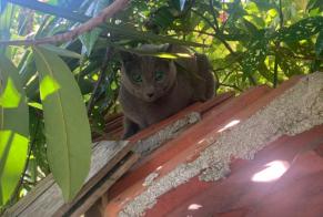 Alerte Découverte Chat  Inconnu Montgeron France