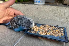 Alerte Découverte Oiseau Inconnu Le Plessis-Trévise France