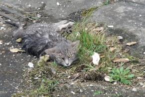 Alerte Découverte Chat Inconnu Couternon France