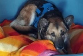Alerte Disparition Chien croisement Mâle , 7 ans Montmirail France