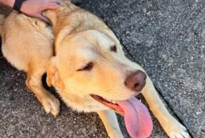 Alerte Découverte Chien croisement Mâle Sarrola-Carcopino France