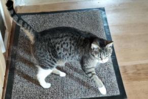 Alerte Découverte Chat Femelle Brengues France