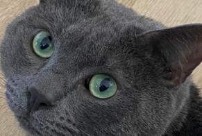 Alerte Disparition Chat Mâle , 4 ans Porto-Vecchio France