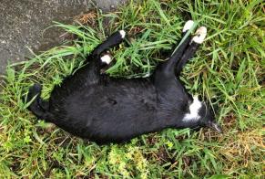 Alerte Découverte Chat  Inconnu , 2 ans Itxassou France