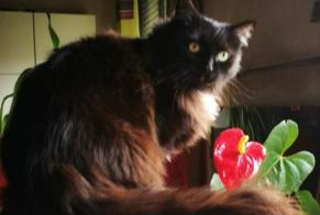 Alerte Disparition Chat croisement Femelle , 16 ans Talant France