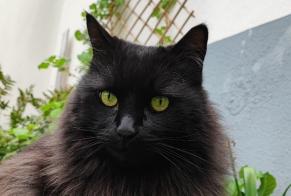 Alerte Disparition Chat croisement Mâle , 12 ans Schiltigheim France