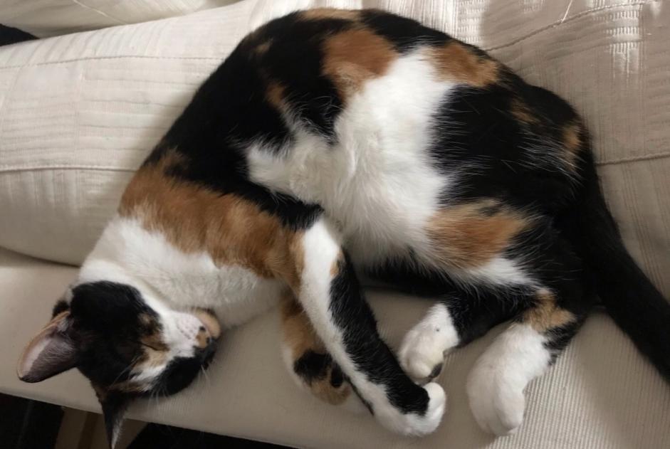 Avviso scomparsa Gatto  Femmina , 6 anni Château-Salins Francia