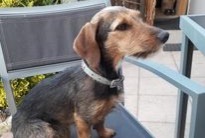 Avviso scomparsa Cane incrocio di razze Femmina , 7 anni Stotzheim Francia