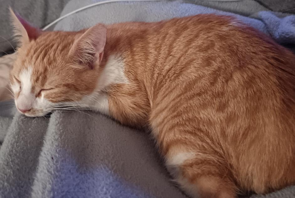Avviso scomparsa Gatto Maschio , 1 anni Rezé Francia