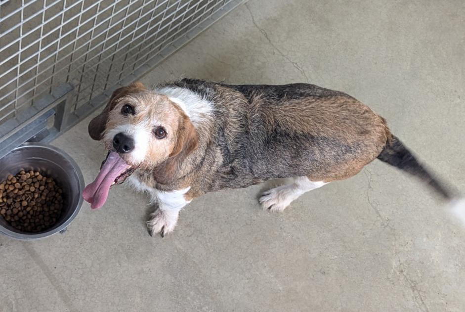 Avviso Ritrovamento Cane incrocio di razze Maschio Vitré Francia