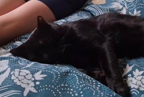 Avviso scomparsa Gatto Maschio , 2 anni Vougy Francia