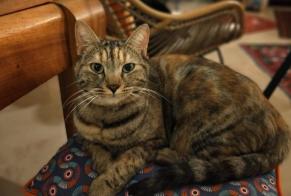 Avviso scomparsa Gatto  Femmina , 2 anni Nîmes Francia