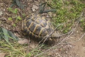Avviso Ritrovamento Tartaruga Non conosciuta Alès Francia