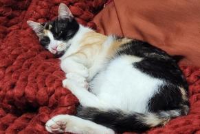 Avviso scomparsa Gatto Femmina , 2 anni Châteauroux Francia
