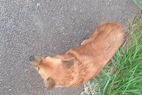 Avviso scomparsa Cane incrocio di razze Femmina , 10 anni Beaune-la-Rolande Francia