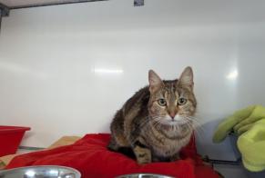 Avviso Ritrovamento Gatto Femmina Vitré Francia