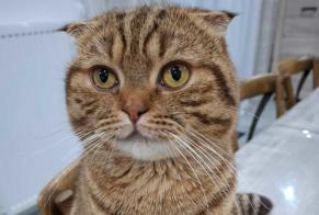 Avviso scomparsa Gatto  Maschio , 2 anni Terville Francia