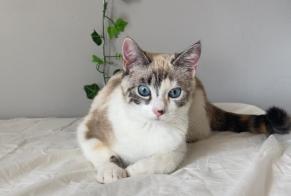 Avviso scomparsa Gatto Femmina , 1 anni Toulouse Francia