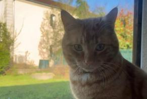 Avviso scomparsa Gatto incrocio di razze Maschio , 2 anni Mondelange Francia