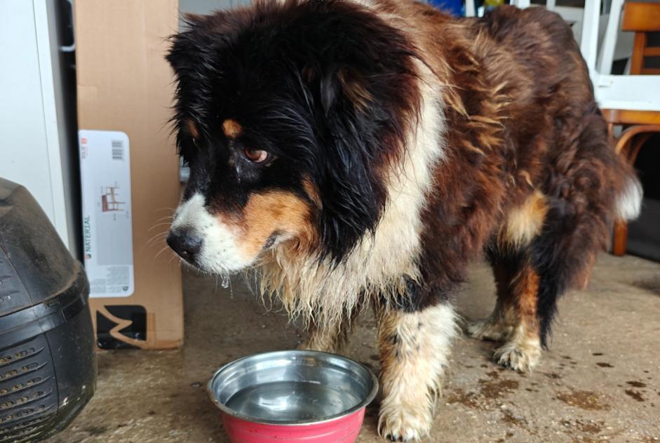 Avviso Ritrovamento Cane incrocio di razze Femmina Landudec Francia