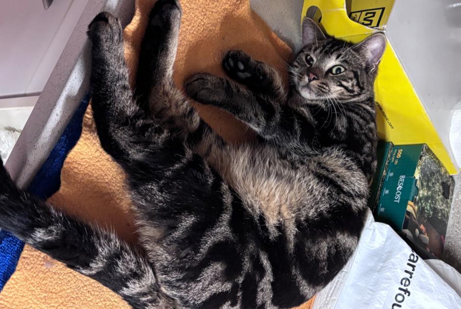 Avviso Ritrovamento Gatto Maschio Bagneux Francia