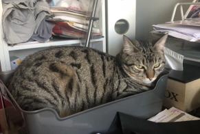 Avviso scomparsa Gatto incrocio di razze Maschio , 1 anni Saint-Junien Francia