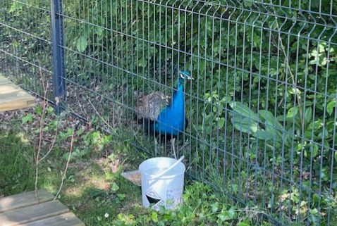 Avviso Ritrovamento Uccello Maschio La Roche-sur-Yon Francia