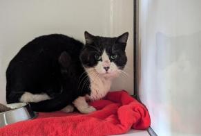 Avviso Ritrovamento Gatto Maschio Domagné Francia