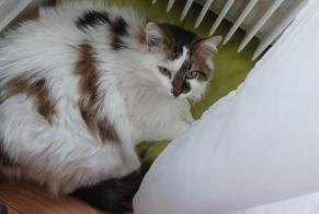 Avviso scomparsa Gatto incrocio di razze Femmina , 14 anni Busy Francia