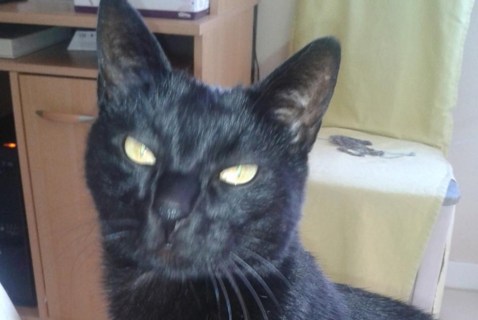 Avviso scomparsa Gatto Maschio , 17 anni Chavelot Francia