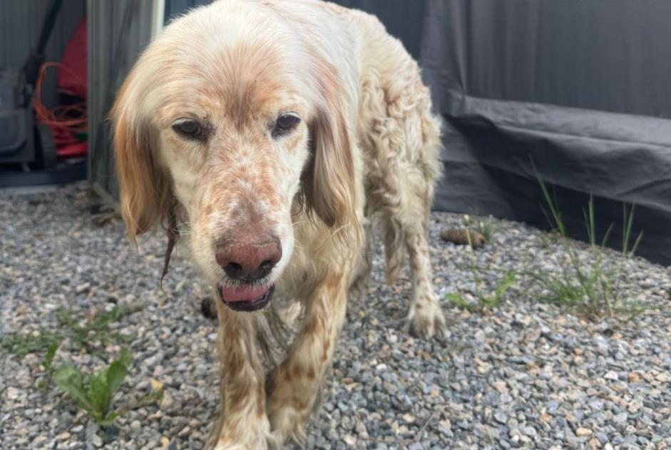 Avviso Ritrovamento Cane Maschio Bordères-sur-l'Échez Francia