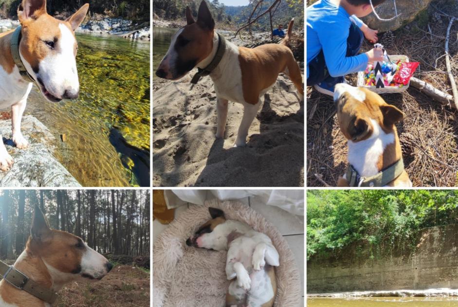 Vermësstemeldung Hond  Männlech , 5 joer Chandolas France