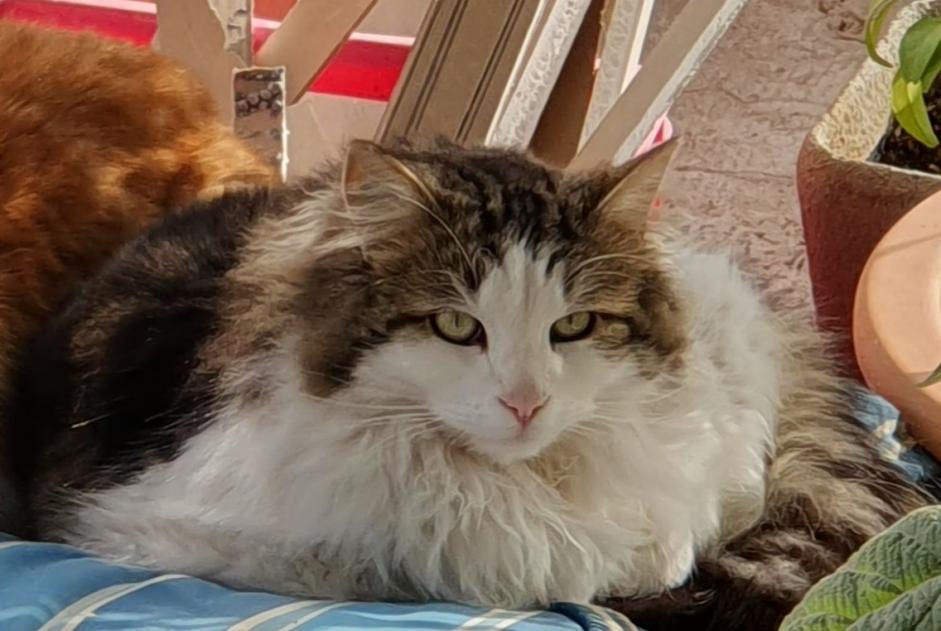 Verdwijningsalarm Kat Mannetje , 3 jaar Mouriès Frankrijk