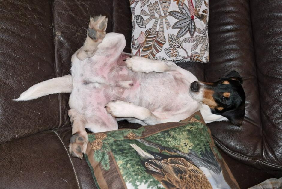 Verdwijningsalarm Hond rassenvermenging Mannetje , 5 jaar Coullons Frankrijk