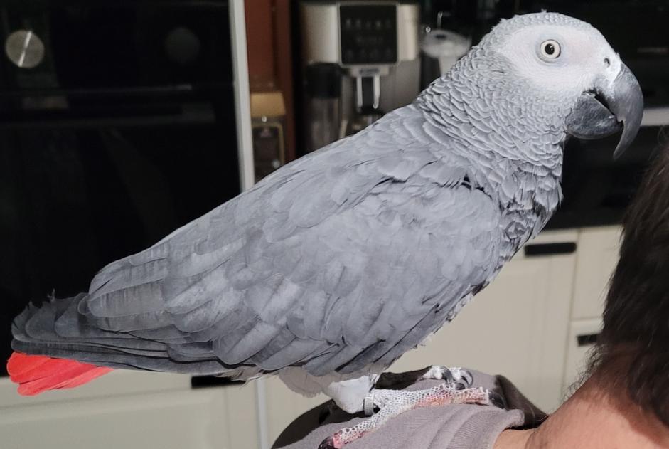 Ontdekkingsalarm Vogel Onbekend Alfortville Frankrijk