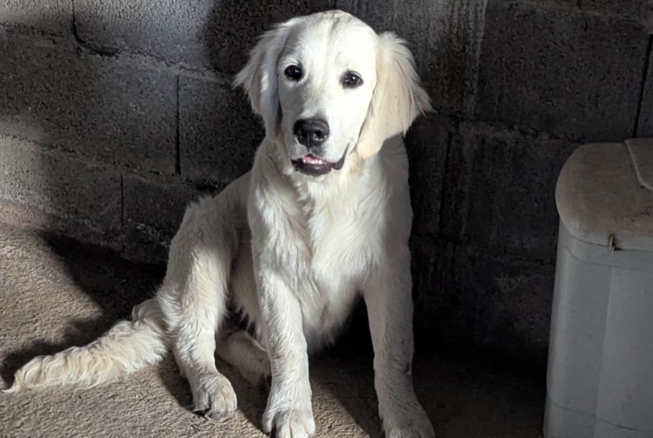 Ontdekkingsalarm Hond  Mannetje Saint-Mars-la-Réorthe Frankrijk