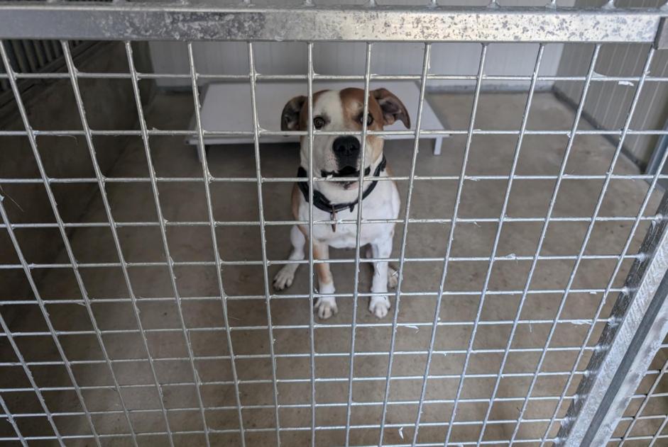 Ontdekkingsalarm Hond rassenvermenging Mannetje Vitré Frankrijk
